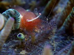 Tiny, tiny ultra rare (could be) shrimp barely visible in... by Alex Tattersall 